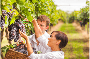 Jornadas de vendimia